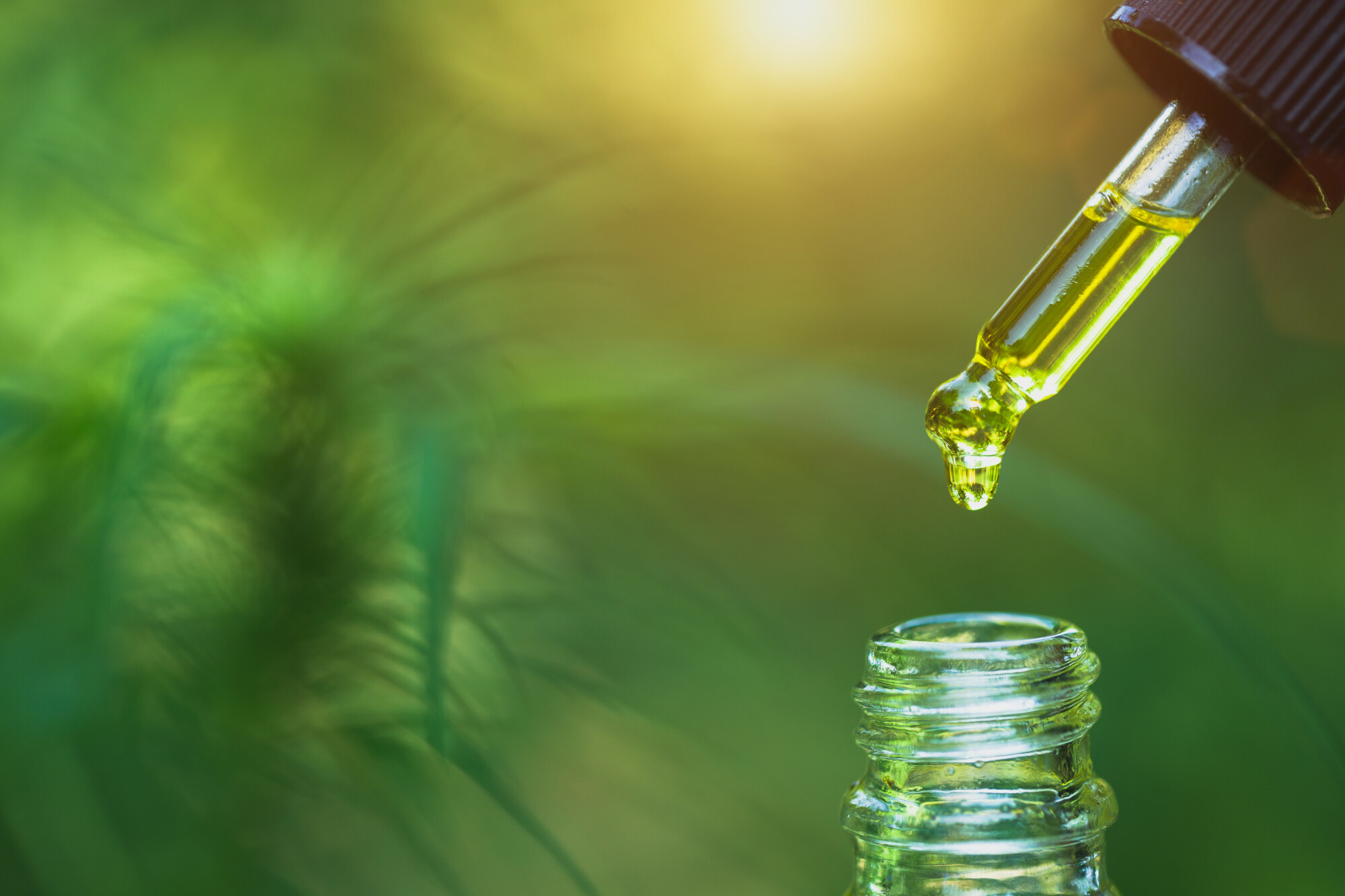 CBD Oil